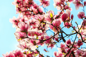 Fototapety  Magnolia tree blossom