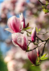 Fototapeta premium Magnolia tree blossom