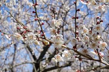 梅の花