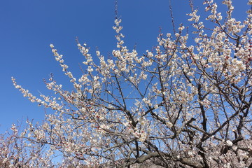梅の花