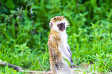Vervet monkey. Tarangire National Park. Tanzania.