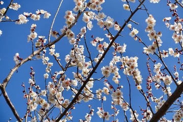 梅の花