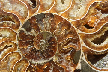 Ammonite