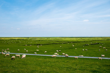 Schafe auf der Weide am Wattenmeer bei sonnigem Wetter