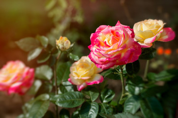 Rose garden in the national park, beautiful garden in winter season. Khao yai, Thailand national park.
