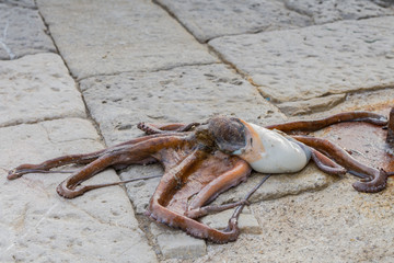 Polpo appena pescato su molo