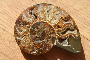 Ammonite