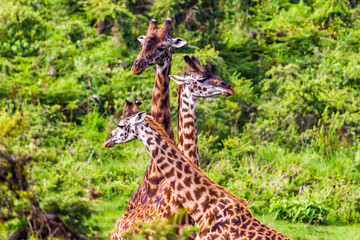 Giraffe. Ngorongoro Crater Conservation Area. Tanzania.