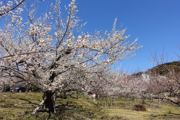 梅の花