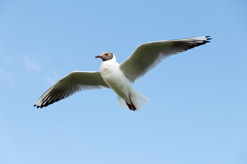 Lachmöwe Nahaufnahme fliegend am blauen, sonnigem Himmel