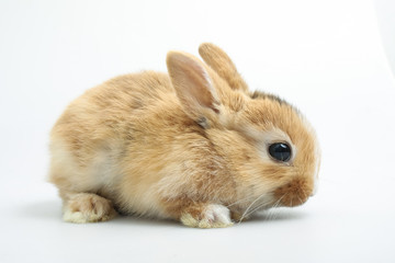 Baby of orange rabbit on white background