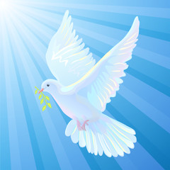 White dove is the symbol of a peace, light beams