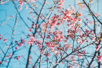 Sakura Thailand Cherry Blossom in Spring Beautiful Day Pink Flowers