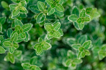 background of green leaves