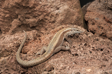 Naklejka premium Madeira-Mauereidechse (Teira dugesii) - Madeiran wall lizard