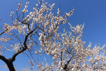 梅の花