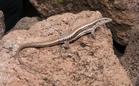 Madeira-Mauereidechse (Teira dugesii) - Madeiran wall lizard