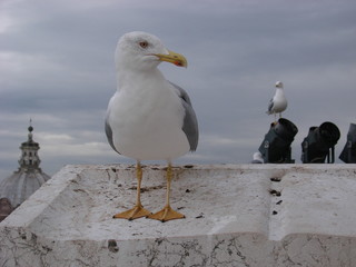 Seagull