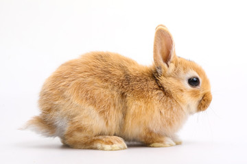 Baby of orange rabbit on white background