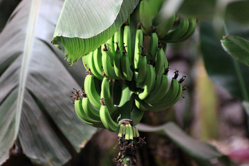 niedojrzałe zielone banany rosnące na drzewie z liśćmi bananowca w tle - obrazy, fototapety, plakaty