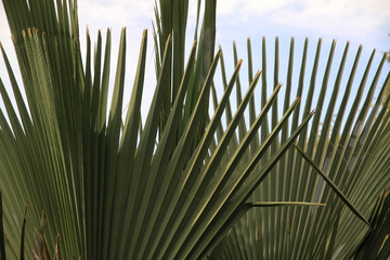 zielone liście palmy o wachlarzowatym kształcie z bliska - obrazy, fototapety, plakaty