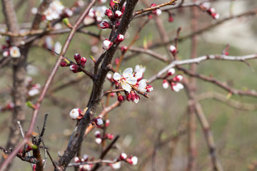Blooming tree with buds.