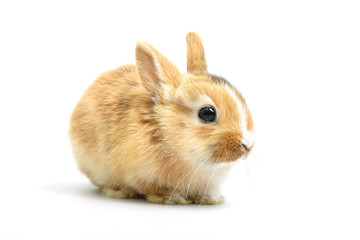 Baby of orange rabbit on white background