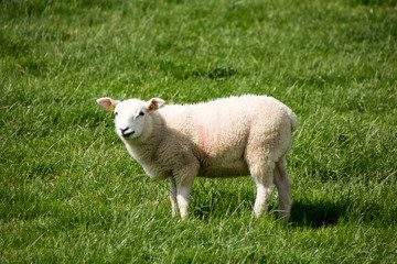 Schaf auf der Weide am Wattenmeer bei sonnigem Wetter