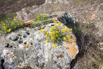Yellow flowers on stones.