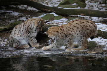 Europäischer Luchs (Lynx lynx) zwei Jungtiere spielen am gefrorenen Wasser