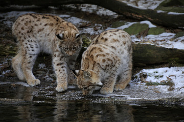 Europäischer Luchs (Lynx lynx) zwei Jungtiere spielen am gefrorenen Wasserrand