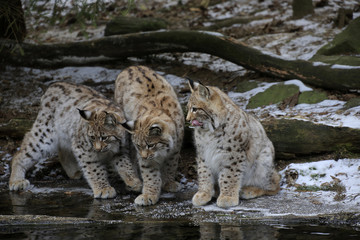 Europäischer Luchs (Lynx lynx) drei Jungtiere spielen am gefrorenen Teichrand