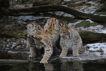 Europäischer Luchs (Lynx lynx) drei Jungtiere spielen am gefrorenen Teichrand