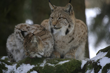 Naklejka na ściany i meble Eurasischer Luchs (Lynx lynx) Muttertier mit Jungem