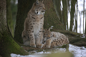 Eurasischer Luchs (Lynx lynx) Muttertier mit Jungem im Wald