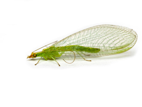 Green lacewing  Chrysopidae isolated on a white background