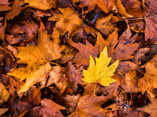Yellow gold leaves in autumn