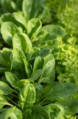 green juicy spinach on the bed. Salad greens and spinach