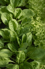 green juicy spinach on the bed. Salad greens and spinach