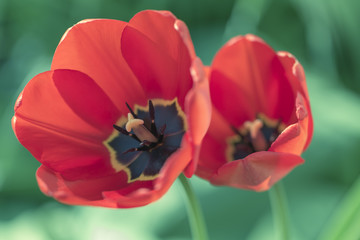 red tulip blossom