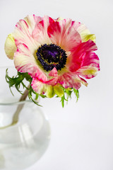 mottled anemone in glass jug on white background close-up