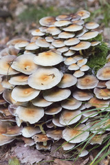 mushrooms in the forest, nature