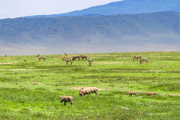 Ngorongoro Crater Conservation Area. Tanzania.