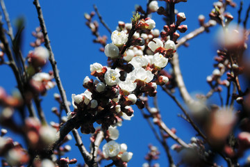 The first flowering trees