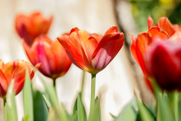Beautiful tulips in tulip field with bouquet  background