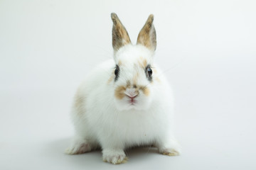 Baby of orange rabbit on white background