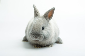 Baby of orange rabbit on white background