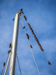 birds seating on the rope of a mast