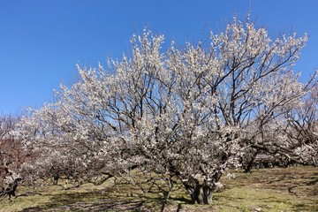 Fototapeta premium 梅の花