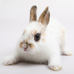 Baby of orange rabbit on white background